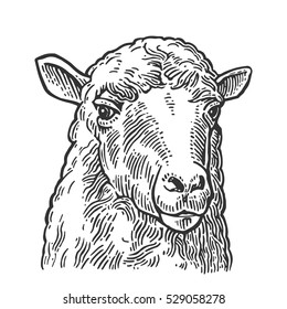 Sheep head. Hand drawn in a graphic style. Vintage vector engraving illustration for poster, web. Isolated on white background