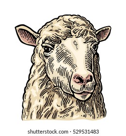 Sheep head. Hand drawn in a graphic style. Vintage vector color engraving illustration for  poster, web. Isolated on white background