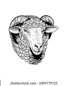 Sheep Head Hand drawn Illustration vector