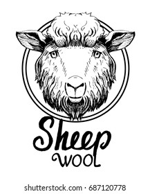 Sheep head. Hand drawn vector illustration. Isolated on white background.