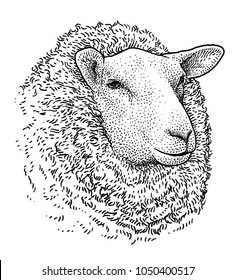 Sheep head portrait illustration, drawing, engraving, ink, line art, vector