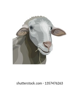 Sheep head portrait. Vector illustration isolated on white background