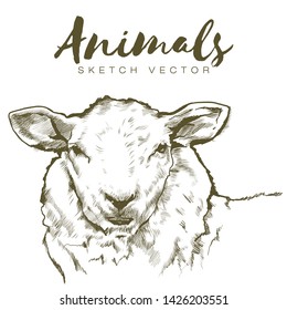 Sheep head profile Sketch graphics. Animals vector