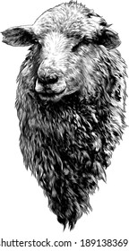 sheep head with thick fur on the chest, sketch vector graphics monochrome drawing in lines on a white background