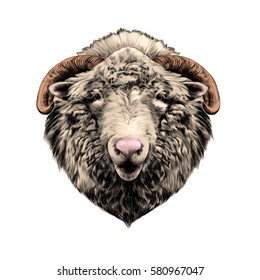 sheep head vector color drawing