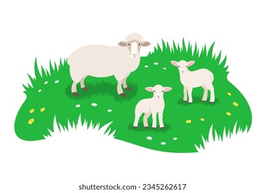 Sheep and her two little lambs grazing in green meadow. Simple flat vector illustration