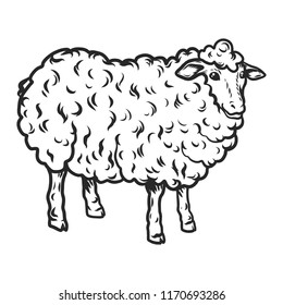 Sheep icon. Hand drawn illustration of sheep vector icon for web design