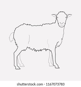 Sheep icon line element. Vector illustration of sheep icon line isolated on clean background for your web mobile app logo design.