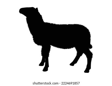 Schafsymbol, Vektorgrafik. Silhouette. Mammelementegrafik in einfachem, flachem Stil einzeln auf weißem Hintergrund. Vektorsymbol-Design der landwirtschaftlichen Sammlung