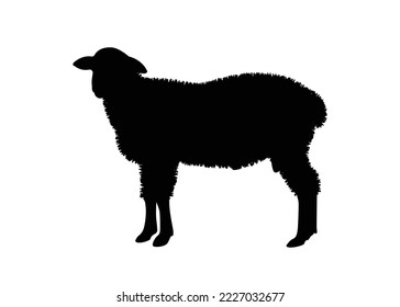 Sheep icon vector illustration. Sheep silhouette. Mammal element illustration in simple flat style isolated on white background. vector symbol design from farm collection