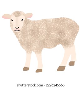 sheep illustration with hand drawn