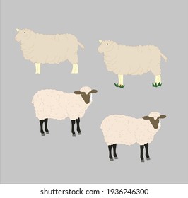 Sheep Illustration  Set Vector Art