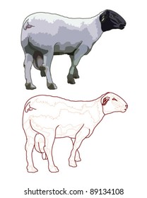 Sheep Isolated Stock Vector (Royalty Free) 89134108 | Shutterstock