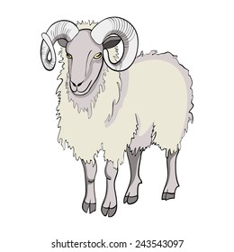 Sheep isolated on white background. Domestic sheep. Symbol of the new year.