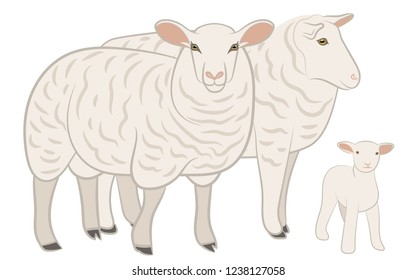 Sheep isolated on white, hand drawn vector illustration.