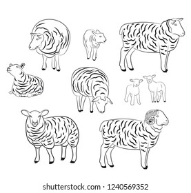 Sheep isolated on white, hand drawn vector illustration. Set