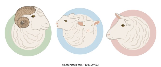 Sheep isolated on white, hand drawn vector illustration. Set