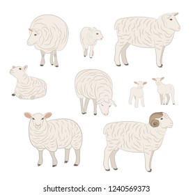 Sheep isolated on white, hand drawn vector illustration. Set