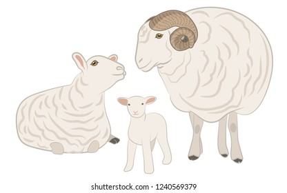 Sheep isolated on white, hand drawn vector illustration.
