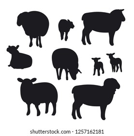 Sheep isolated on white, hand drawn vector illustration.