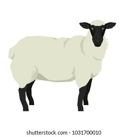 Sheep Isolated vector illustration Farm animals Geometric style Black and white