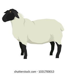 Sheep Isolated vector illustration Farm animals Geometric style