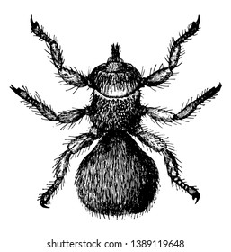 Sheep Ked é uma mosca de piolho sem asas que é um parasita para ovelhas, vintage linha desenho ou gravura ilustração.
