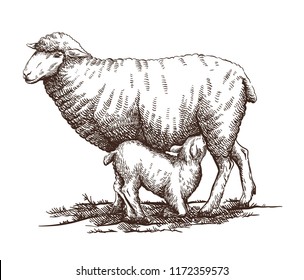 The Sheep Kid Is Sucking Milk From The Little Lamb Mother