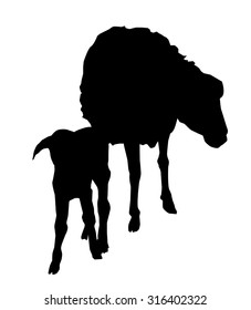 Sheep & lamb