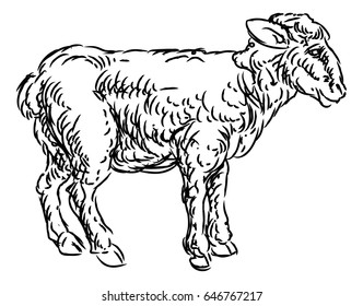 A sheep or lamb  in a hand drawn grunge style
