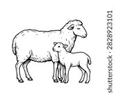 Sheep and Lamb Line Art Vector Illustration Isolated on White Background