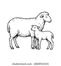 Sheep and Lamb Line Art Vector Illustration Isolated on White Background