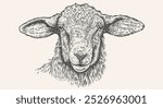 Sheep, lamb, mutton. Vintage retro print, black white sheep drawing, sketch ink pencil draw, engrave old school style. Sketch artwork silhouette head sheep. Head sheep, lamb. Vector Illustration