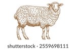 Sheep, lamb, mutton. Vintage retro print, black white sheep drawing, sketch ink pencil draw, engrave old school style. Sketch artwork silhouette head sheep. Head sheep, lamb. Vector Illustration