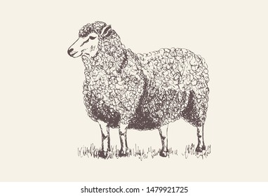 Sheep, Lamb silhouette for print, poster for Butchery meat shop, Isolated vector hand-drawn sheep, grey background