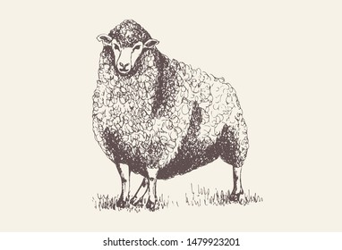 Sheep, Lamb silhouette for print, poster for Butchery meat shop, Isolated vector hand-drawn sheep, grey background