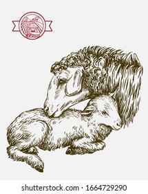 sheep and lamb. sketch drawn by hand. animal husbandry