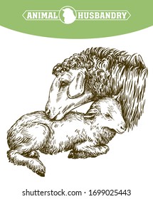 sheep and lamb. sketch drawn by hand. animal husbandry