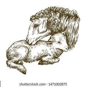 sheep and lamb. sketch on a white background. animal husbandry