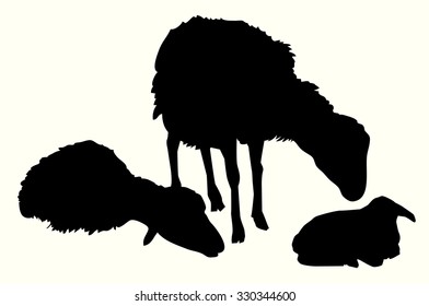 Sheep & Lamb Vector