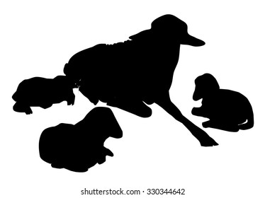 Sheep & Lamb Vector