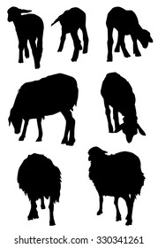 Sheep & Lamb Vector Set