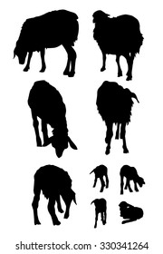 Sheep & Lamb Vector Set