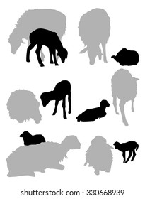 Sheep & Lamb Vector Set