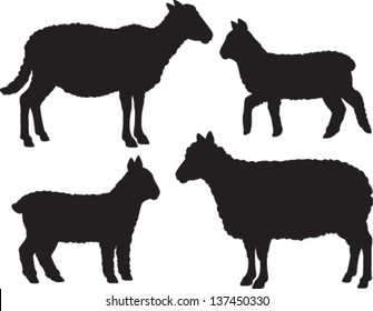 Sheep and lamb vector set of four