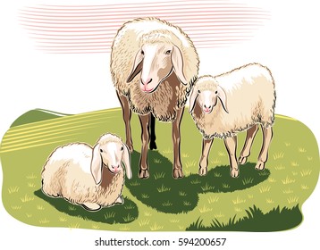 Sheep and lambs in the countryside.