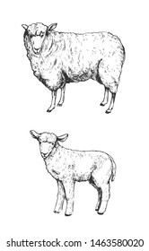 Sheep with lamp. Hand drawn sketch converted to vector