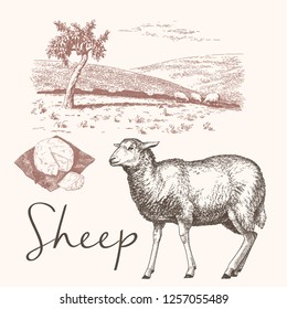 Sheep, landscape and cheese. Vector illustrations