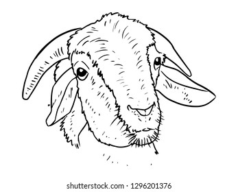 sheep line art