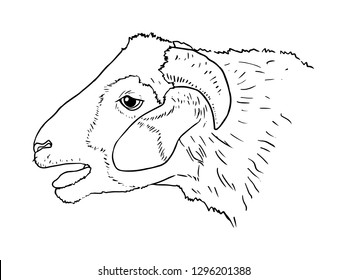 sheep line art